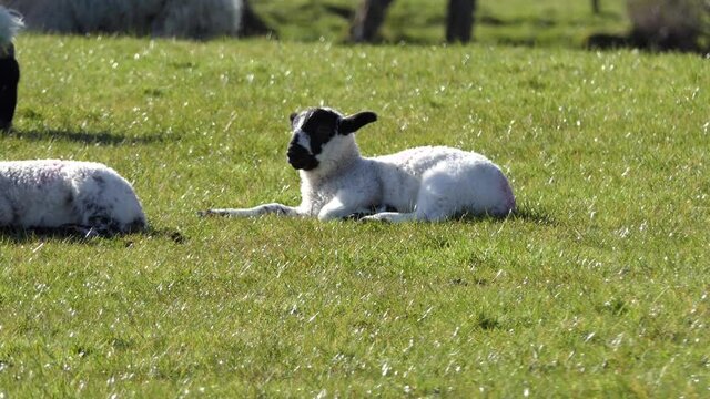 Sheep and lambs laying in the sun in a field in Ireland 