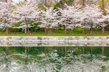 Japanese Cherry trees and its reflection.
