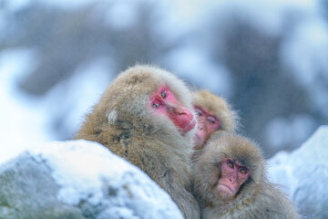 Three Wild Japanese macaque snow monkeys, Nagano, Japan.