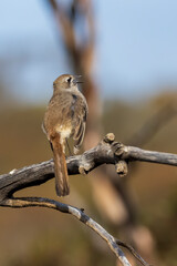 The Southern Scrub Robin is a long-legged songbird found in semi-arid parts of southern Australia. It has a very subtle dark mark through the eye and cheek. Scientific name is Drymodes brunneopygia.
