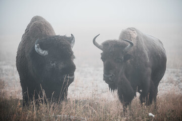 Shallow focus shot of two bisons in the wilderness © Monika Lis/Wirestock