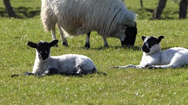 Sheep and lambs laying in the sun in a field in Ireland 