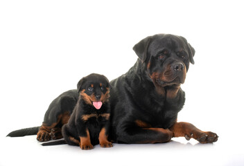 adult and puppy rottweiler