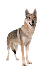 Obraz premium czechoslovakian wolf dog