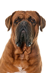Obraz premium Dogue de Bordeaux