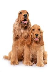 two cocker spaniel in studio