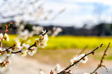 梅の花と菜の花