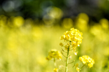 yellow flowers in spring
菜の花
