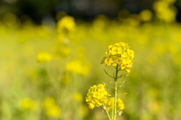 菜の花
