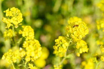 yellow flowers in spring
ミツバチと菜の花