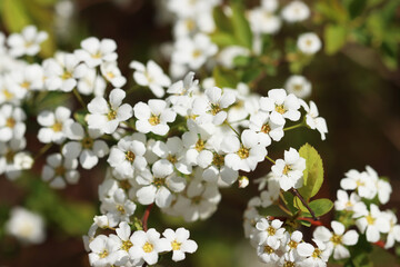 white flowers of a tree