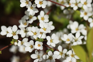 white flowers of a tree
