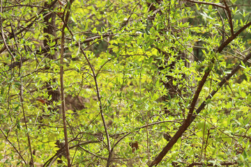 green leaves in the garden