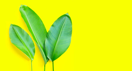 Heliconia leaves on yellow background. Copy space