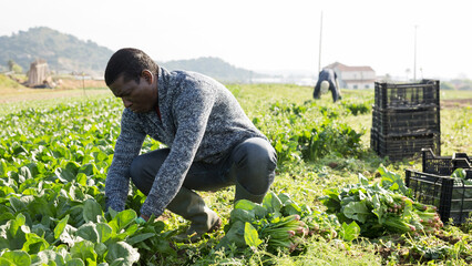 Naklejka na ściany i meble African-american worker cleans spinach on plantation. High quality photo