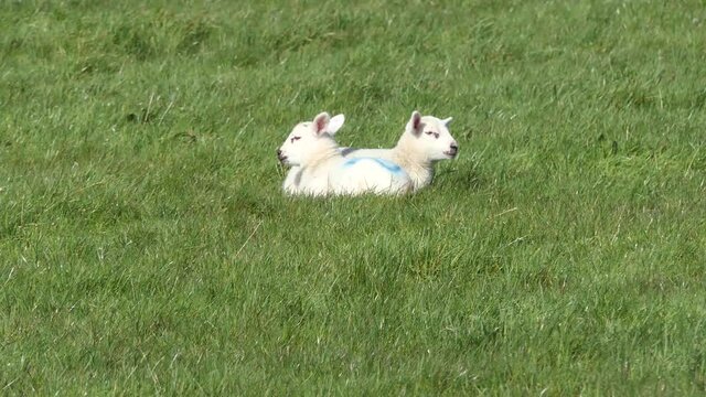Sheep and lambs laying in the sun in a field in Ireland 