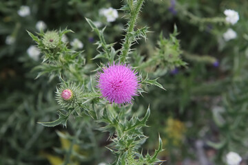 Beautiful, flowering thorny plant