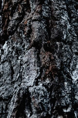 Macro shot of a tree bark. large structural texture