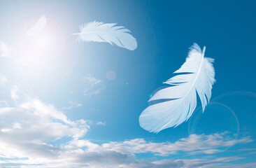 A white feathers bird floating in the sky. feather abstract in freedom concept background.