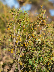 Green Tea-tree (Leptospermum coriaceum) is a dense, spreading shrub native to South Australia that grows to 2 m high by 2 m wide. Flowers are white, about 2 cm in diameter, and seen mainly in spring.