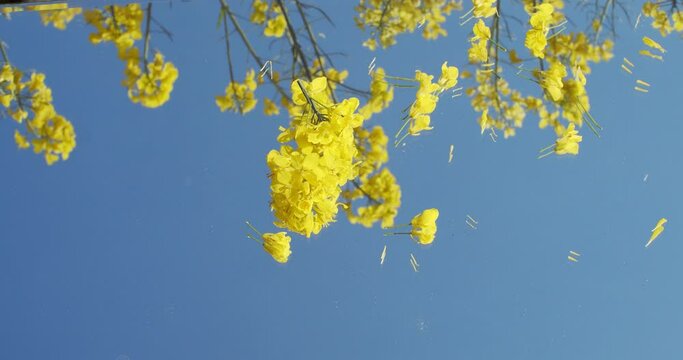Low angle view of yellow flowers trembling on wind petals falling on blue sky background. Natural wallpaper of blooming plants growing on wild nature slow motion. Spring beauty floral patterns
