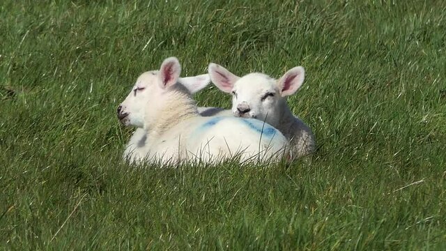 Sheep and lambs laying in the sun in a field in Ireland 