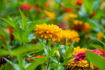 Colorful flowers in park in Batumi, Georgia