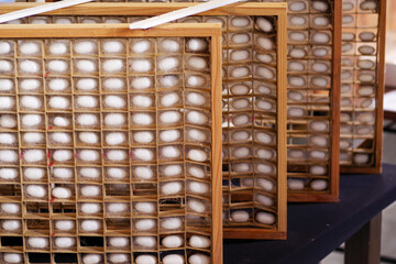 絹糸の原料の繭玉