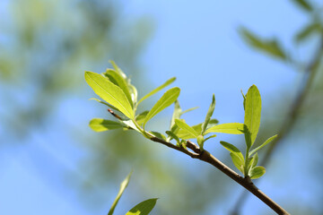 green leaves against blue sky
