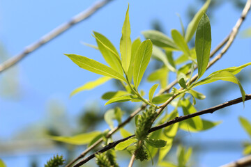 green leaves against blue sky