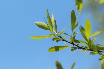 green leaves against blue sky
