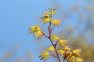 yellow flowers against blue sky