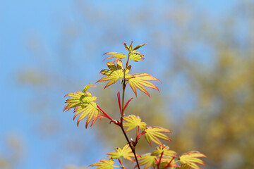 Fototapeta na wymiar yellow maple leaves