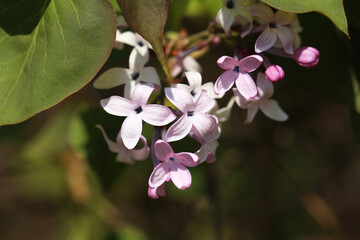 pink and white orchid