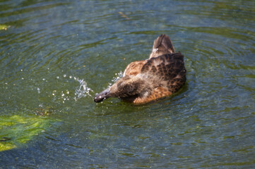 Obraz premium American Wigeon Splashing in the Water