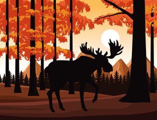 wild moose animal in the field scene
