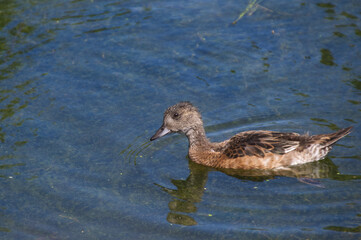 Young American Wigeon Ducks in Water