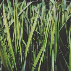grass and water