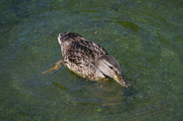 A Mallard Duck in the Water
