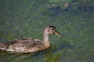 A Mallard Duck in the Water