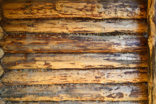 Natural wooden background with the texture of pine logs.