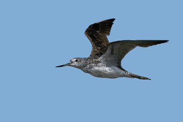 Common greenshank (Tringa nebularia)