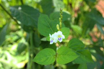 Little white wild flower in the garden