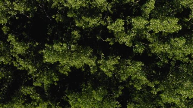 Top down aerial shot of a dark green forest near Novi Becej in Serbia.
