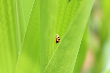 Ladybug on the green leaf, The red bug is an insect in the blur background farm.