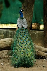 Obraz premium National bird peacock,so colourful and simply sitting