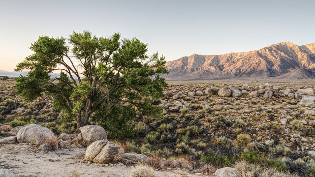 A COTTONWOOD TREE IN A DESERT WASH NEAR ALABAMA HILLS IN LONE PINE CALIFORNIA