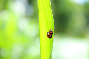 Ladybug on the green leaf, The red bug is an insect in the blur background farm.