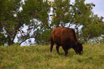 Fototapeta premium Buffalo Grazing While Birds Flock