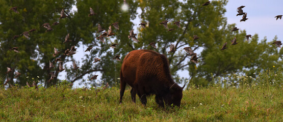 Buffalo Grazing While Birds Flock © Michael Rolands